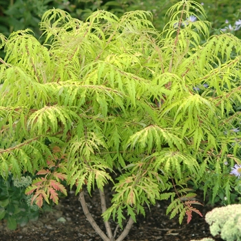 Rhus typhina 'Tiger Eyes®' (036051)