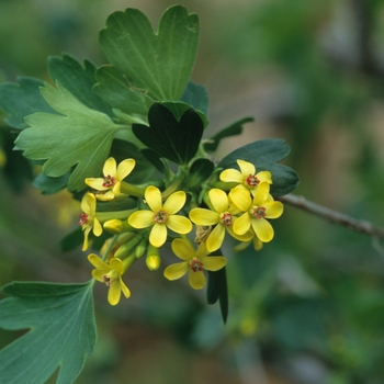 Ribes odoratum '' (036060)