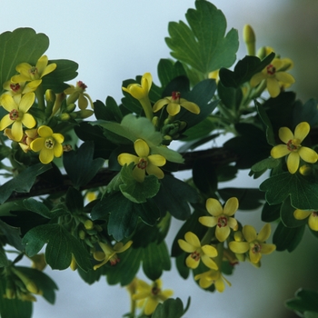 Ribes odoratum '' (036061)