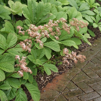 Rodgersia aesculifolia '' (036074)