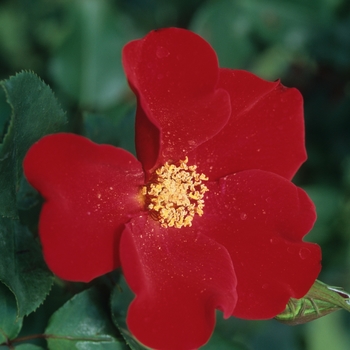 Rosa 'Altissimo®' (036090)