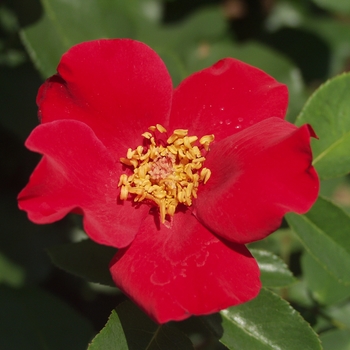 Rosa 'Altissimo®' (036092)