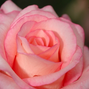 Rosa 'Belami' (036114)