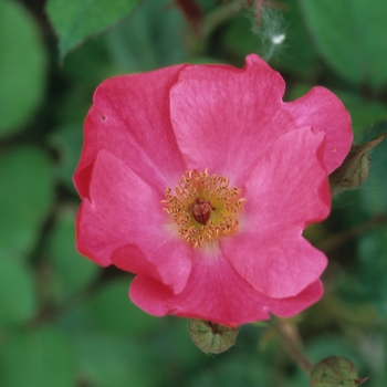 Rosa 'Betty Prior' (036131)