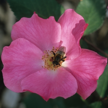 Rosa 'Betty Prior' (036132)