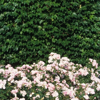 Rosa 'Bonica®' (036146)