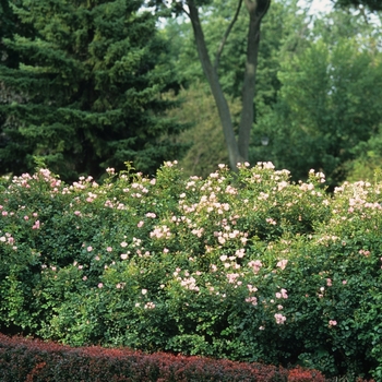 Rosa 'Carefree Delight' (036176)