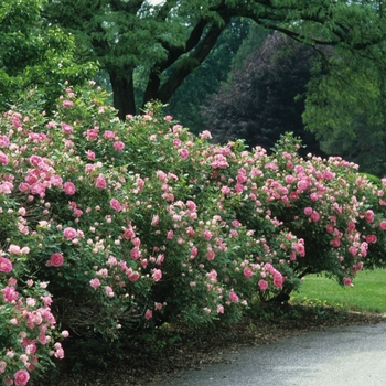 Rosa 'Carefree Wonder' (036179)