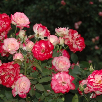 Rosa 'Cherry Parfait™' (036203)