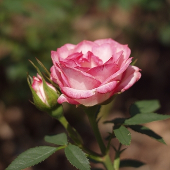 Rosa 'Child's Play' (036222)