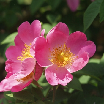 Rosa 'Complicata' (036226)