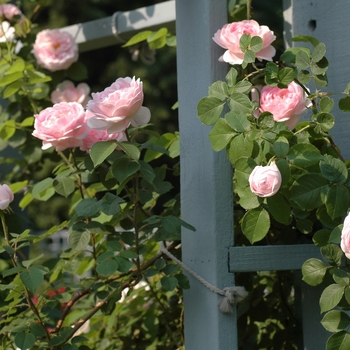 Rosa 'Constance Spry' (036230)