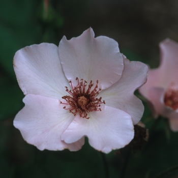 Rosa 'Dainty Bess' (036237)