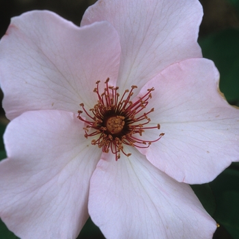 Rosa 'Dainty Bess' (036238)