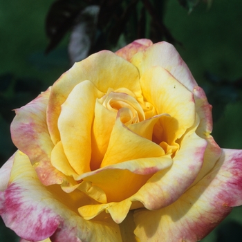 Rosa 'Desert Peace' (036253)