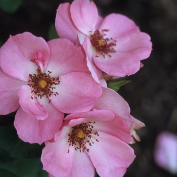 Rosa 'First Light' (036295)