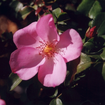 Rosa 'First Light' (036296)