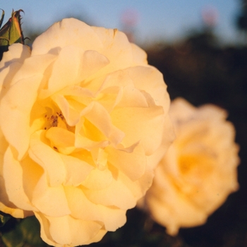 Rosa 'French Lace' (036308)