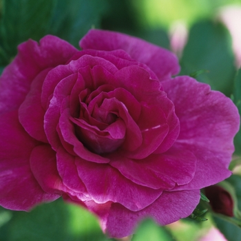 Rosa 'Hansa' (036349)