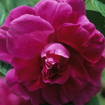 Rosa 'Hansa' (036350)