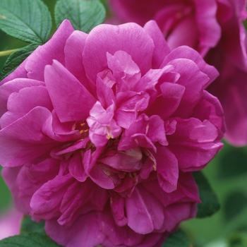 Rosa 'Hansa' (036351)