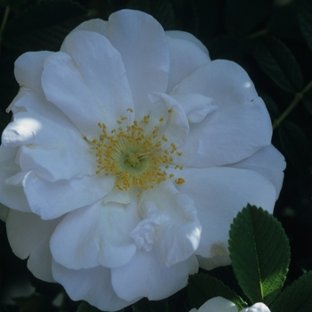 Rosa 'Henry Hudson' (036364)