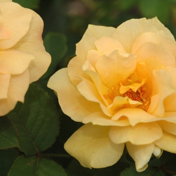 Rosa 'Honey Perfume' (036370)