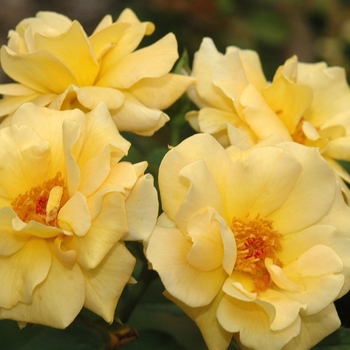 Rosa 'Honey Perfume' (036371)