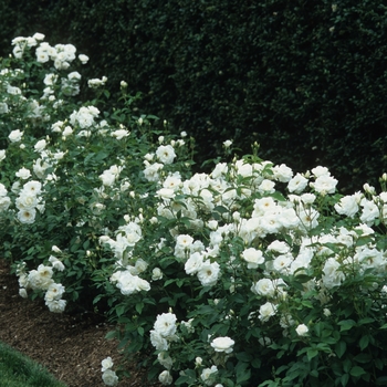 Rosa 'Iceberg' (036374)