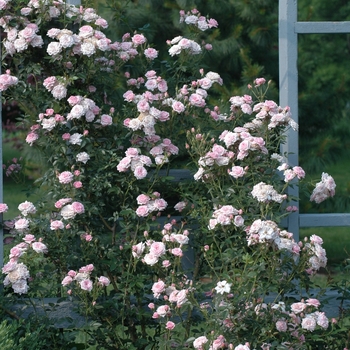 Rosa 'Jeanne Lajoie' (036376)