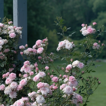 Rosa 'Jeanne Lajoie' (036377)