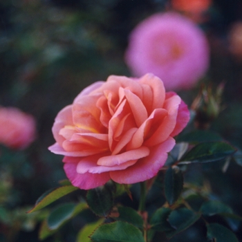 Rosa 'Kaleidoscope' (036384)