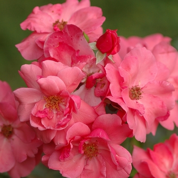 Rosa 'Lady Elsie May™' (036395)