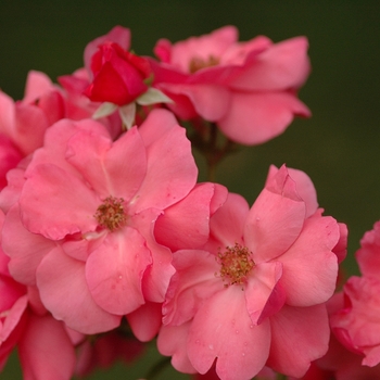 Rosa 'Lady Elsie May™' (036397)