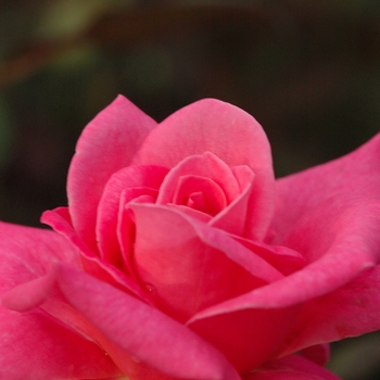 Rosa 'Marijke Koopeman' (036422)