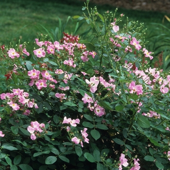 Rosa 'Nearly Wild' (036457)