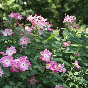 Rosa 'Nearly Wild' (036458)