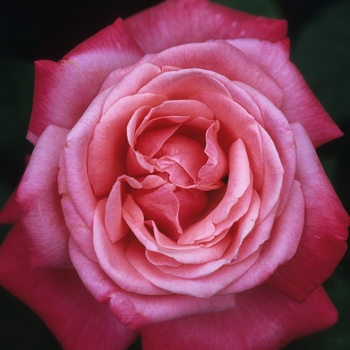 Rosa 'Portrait' (036494)