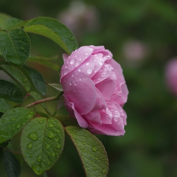 Rosa 'Sarah Van Fleet' (036528)