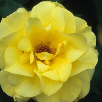 Rosa 'Sunsprite' (036569)