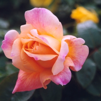 Rosa 'Sutter's Gold' (036571)