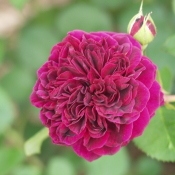 Rosa 'Tradescant' (036588)