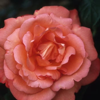 Rosa 'Voodoo' (036597)