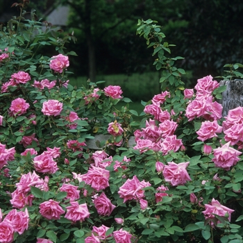 Rosa 'Zepherine Drouhin' (036607)