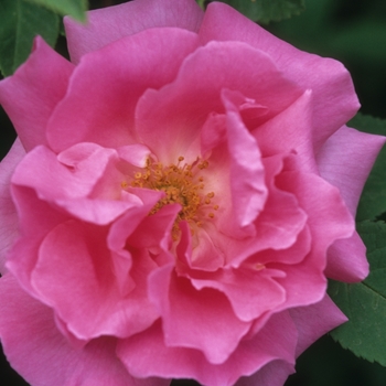 Rosa 'Zepherine Drouhin' (036609)