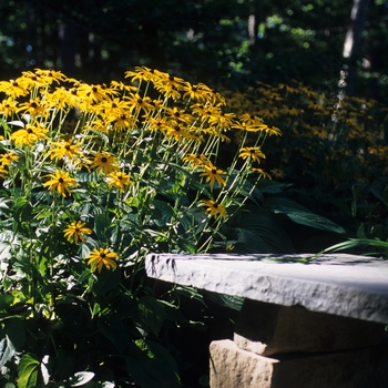 Rudbeckia hirta '' (036646)