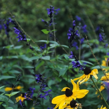 Rudbeckia hirta 'Indian Summer' (036647)