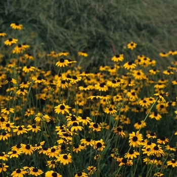 Rudbeckia fulgida var. deamii '' (036658)