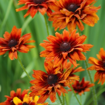 Rudbeckia hirta 'Cherokee Sunset' (036659)