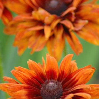 Rudbeckia hirta 'Cherokee Sunset' (036661)